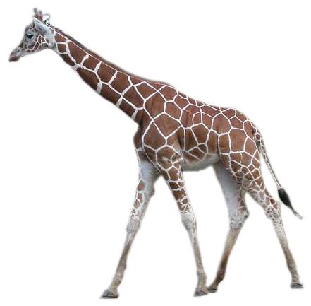 Giraffe3.jpg